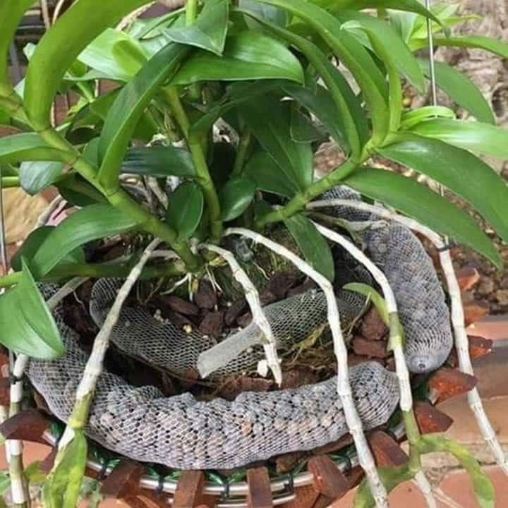 Dịch trùn quế masinari dành cho hoa lan 250ml