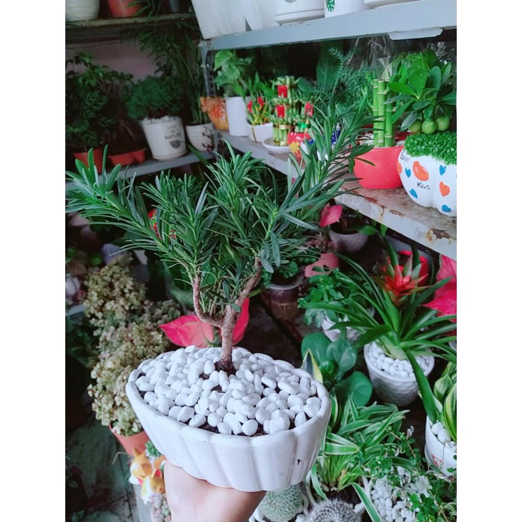 Chậu Tùng Vạn Niên Bonsai