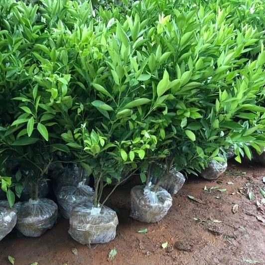 Cây quất chua cây to tán rộng lá xum xuê cao 60-90cm