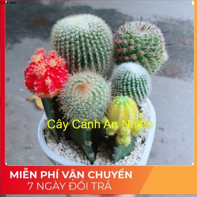 Chậu Xương Rồng Tiểu Cảnh