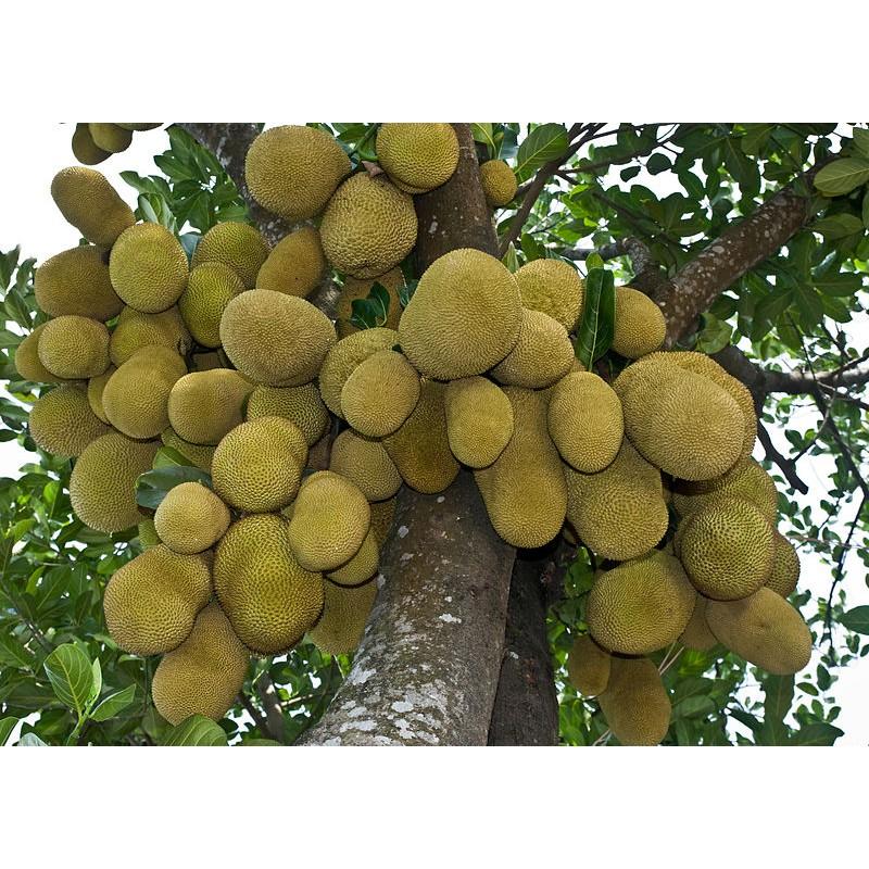 Cây Mít Tố Nữ