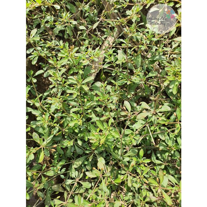 Hạt Giống Rau Đắng Đất -