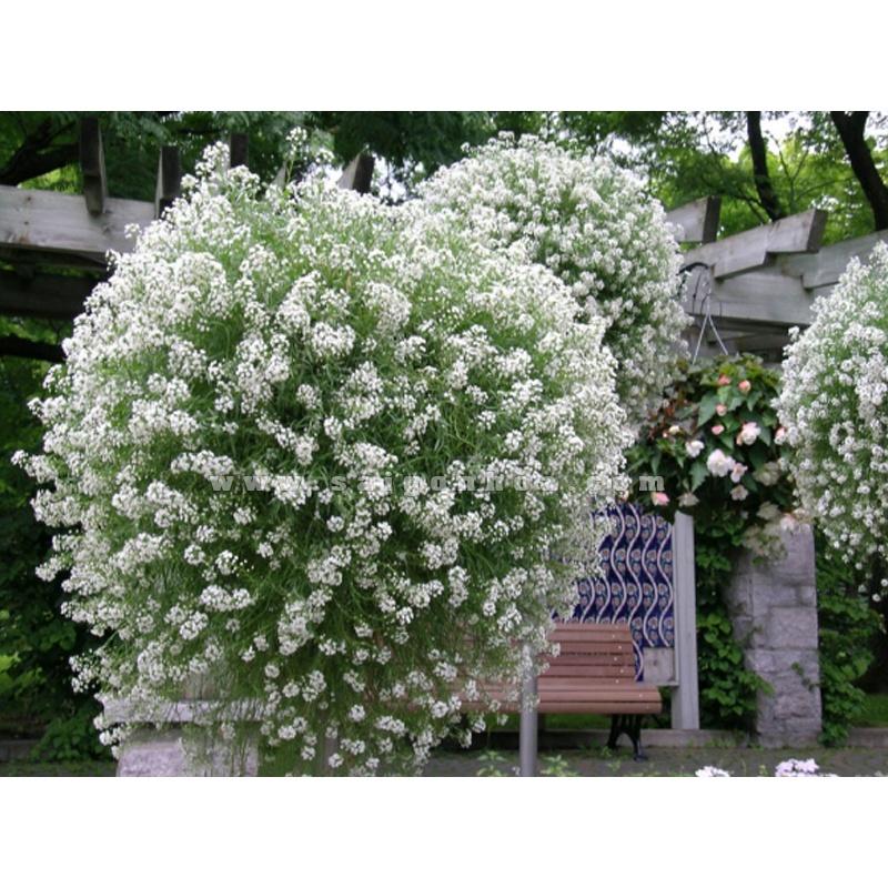 Hoa tuyết cầu trắng - chậu to đẹp đang hoa