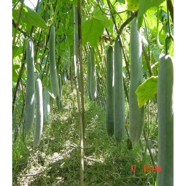 Hạt giống bí sặt - Bí xanh dài - 1 gói 30 hạt - BSAT