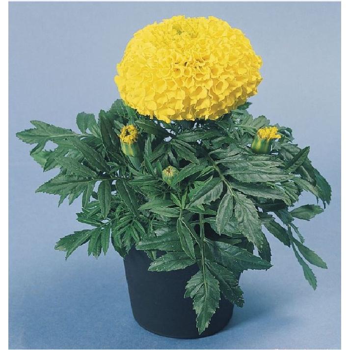 Hạt giống hoa Cúc Vạn Thọ vàng chanh lùn Mỹ-gói 30 hạt(chiều cao 30cm-40cm)