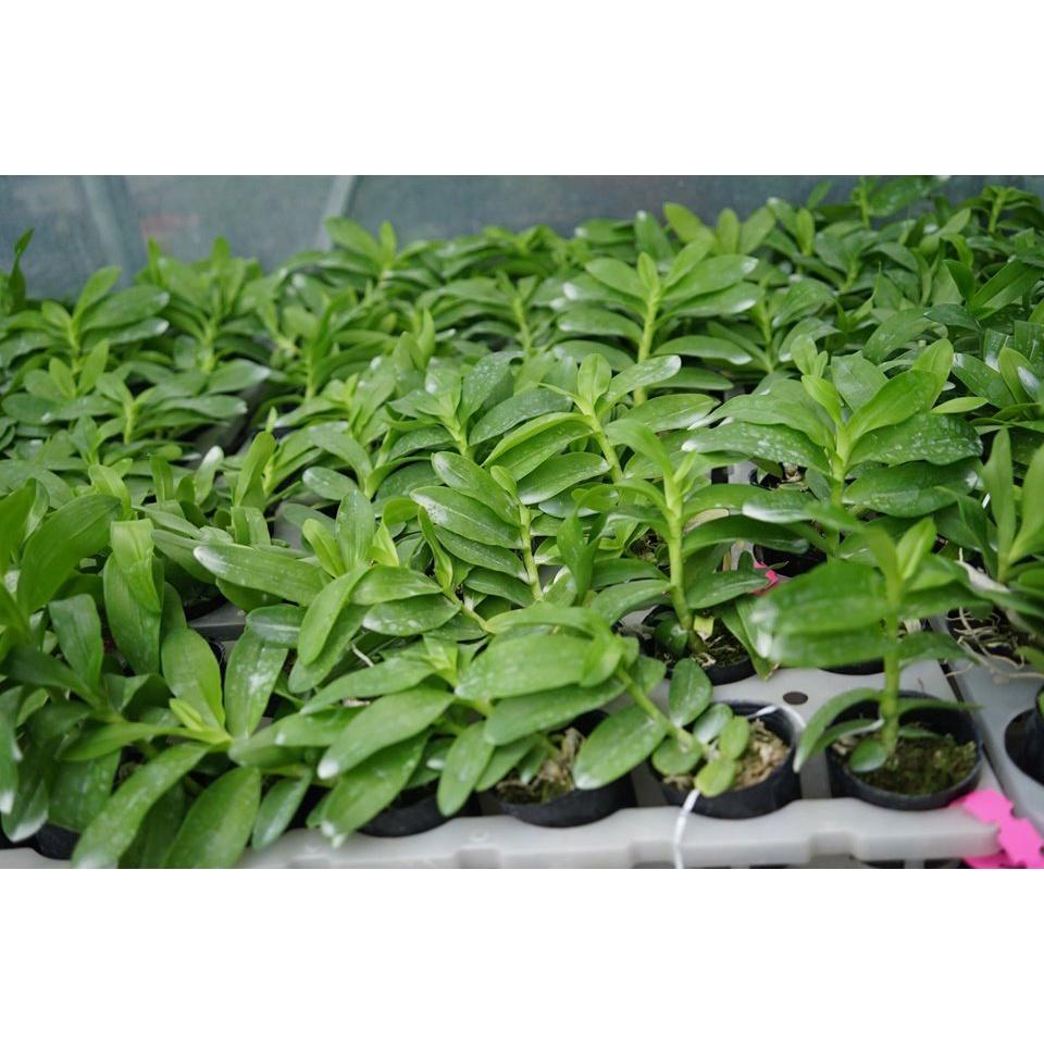 LAN PHI ĐIỆP 5 CÁNH TRẮNG YÊN BÀI