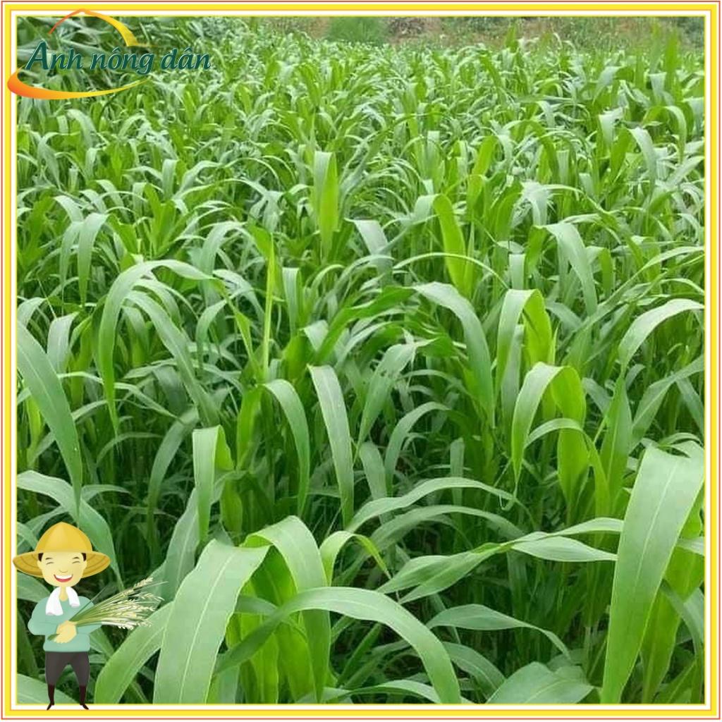 Gói 300g Hạt giống cỏ voi lai siêu năng suất, giàu dinh dưỡng cho chăn nuôi - Anh nông dân chính hiệu