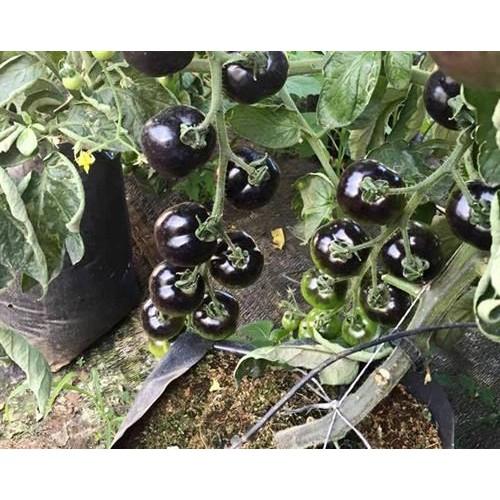 Hạt giống cà chua đen 10 hạt/ gói