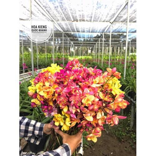 CHẬU GIỐNG HOA ĐỊA LAN CHU ĐỈNH ĐỦ MÀU -CÓ 12 MÀU, KHÔNG CHỌN MÀU