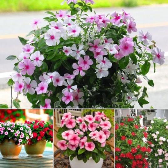 Combo 2 gói Hạt giống hoa dừa cạn lùn mix màu/gói 50 hạt