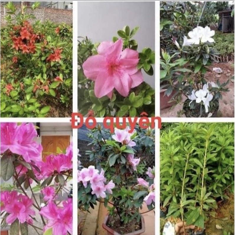 Cây hoa đỗ quyên ta giống