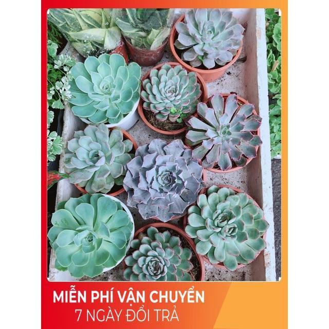 Chậu sen đá bắp cải tím size đại