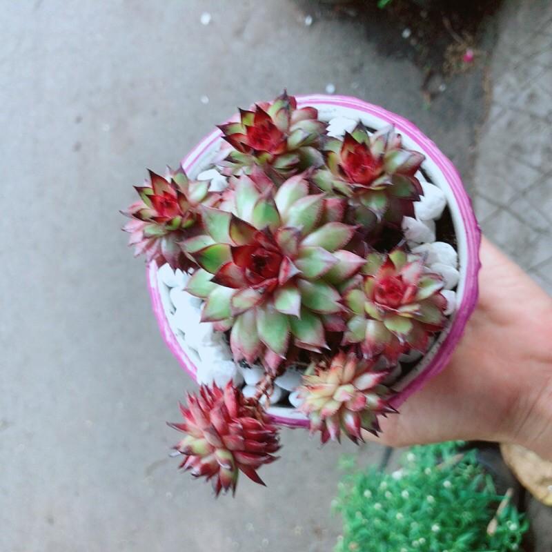 Chậu Sen Đá Phật Bà