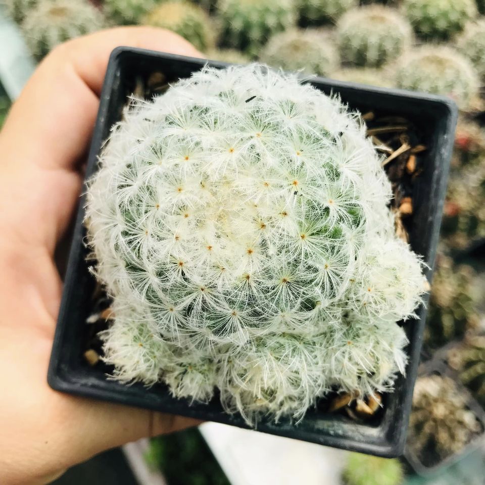Xương rồng ,mami Plumosa