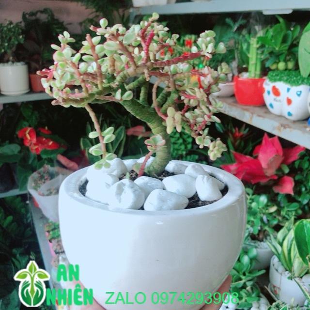 Chậu Cây Đô La Hồng Thân Cổ Thụ