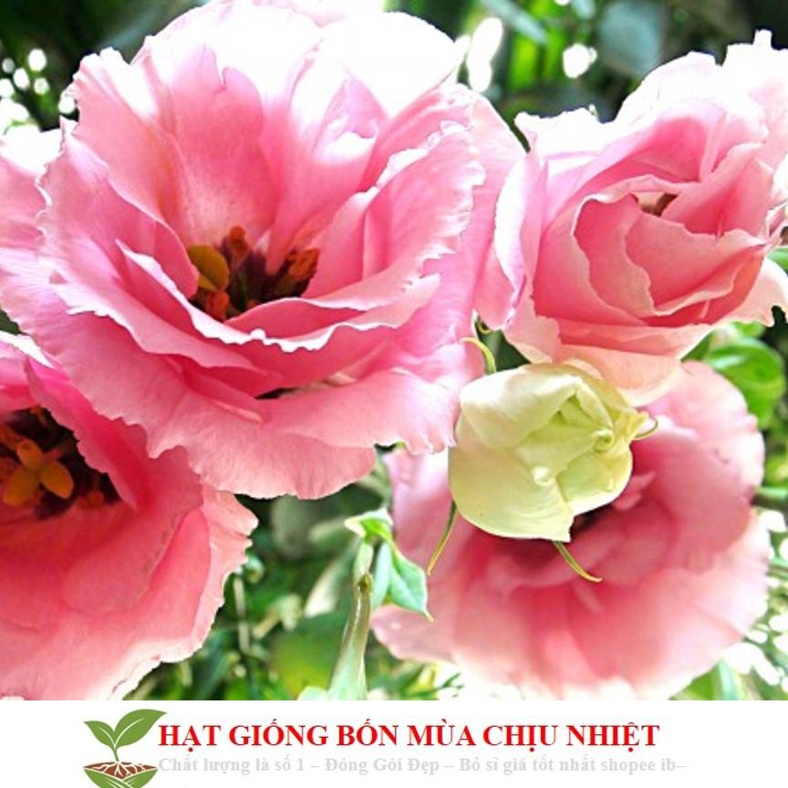 Gói 100 Hạt Giống Hoa Cát Tường - Mix Màu ĐẾN MÙA TRỒNG TẾT