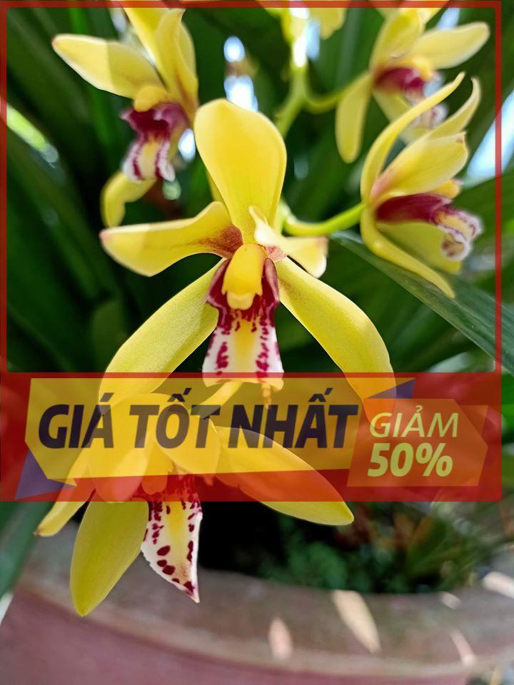 Hoa lan kiếm, Kiếm vị hoàng hàng cây giống
