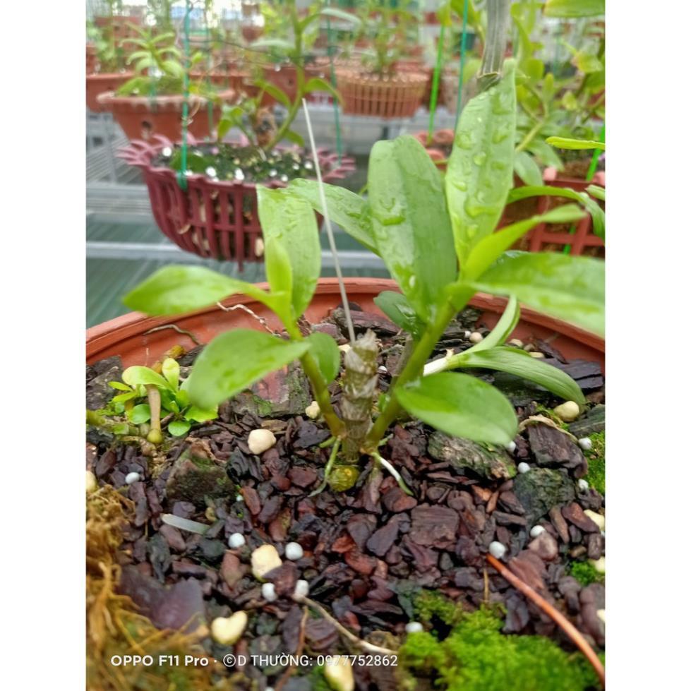 Sản Phẩm Hoa lan phi điệp - xước ngọc lan