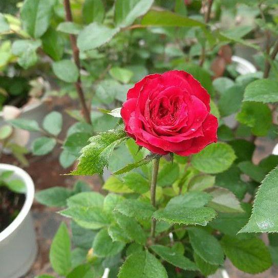 Cây hoa hồng Tezza màu cam cá hồi, hồng, tím, đỏ, vàng cây cao hơn 35cm cây đang có nụ hoa Mua 3 tặng 1 cây bất kì