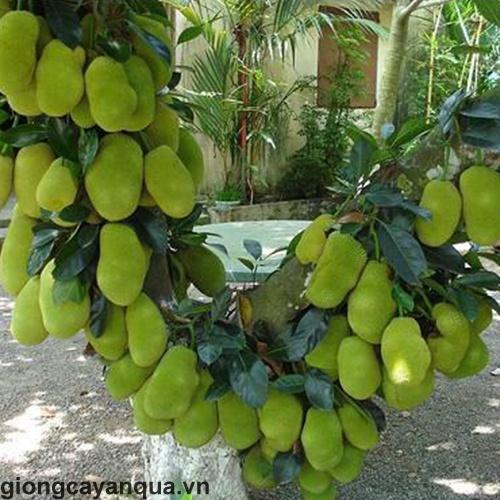 Cây Mít Tố Nữ giống, nữ hoàng của các loại mít, siêu thơm, ngon năng suất cao