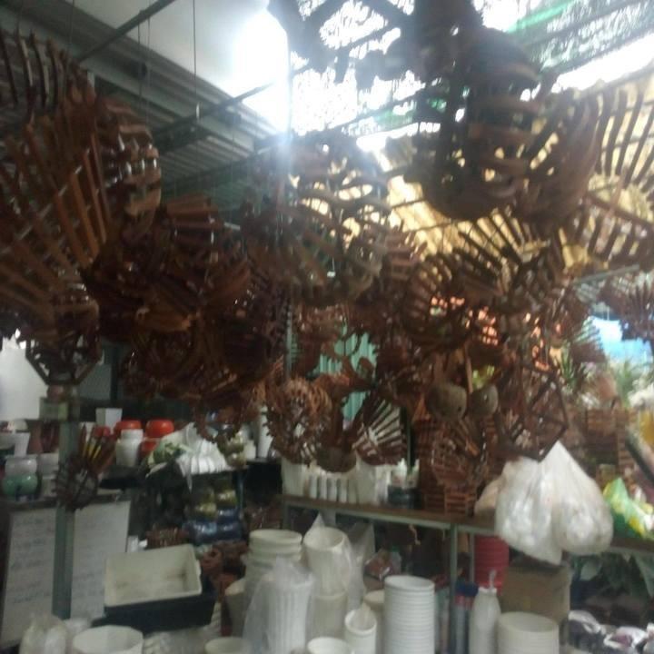 Cây tùng la hán cây đẹp chuẩn giống