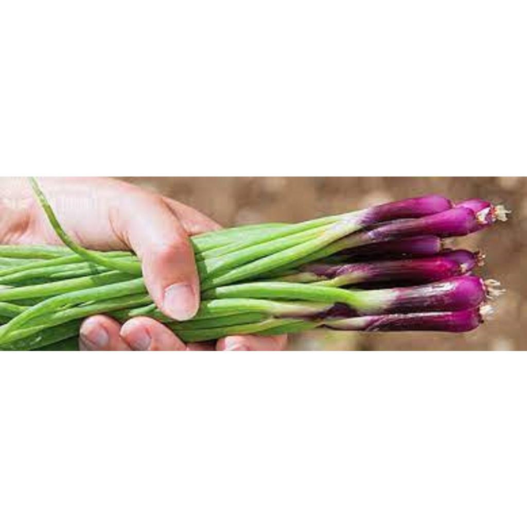 HẠT GIỐNG HÀNH LÁ GỐC ĐỎ CAO SẢN