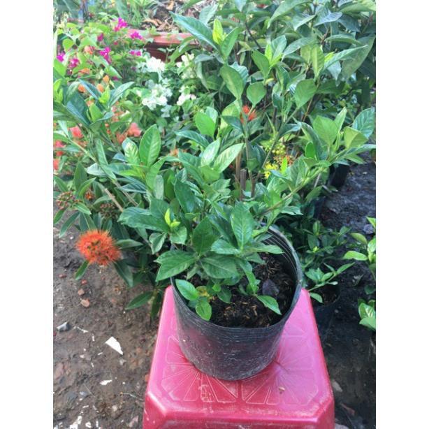 Hoa lài siêu hoa hoa kép