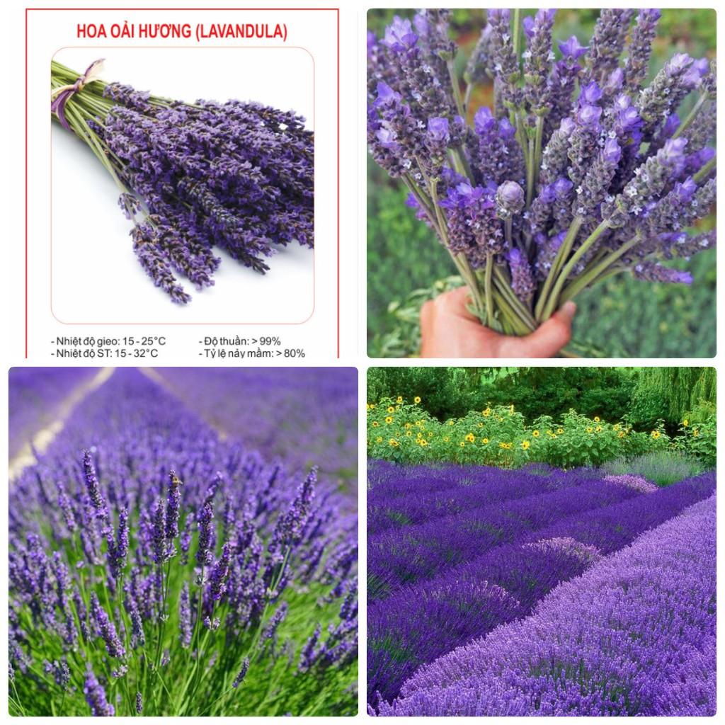 Hạt Giống Hoa Oải Hương tím ( Lavender) 100 hạt/gói