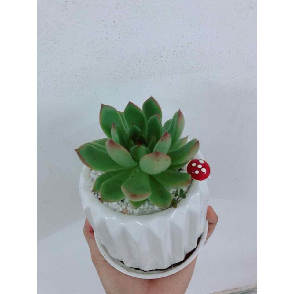 Chậu cây sen đá Bán Chạy