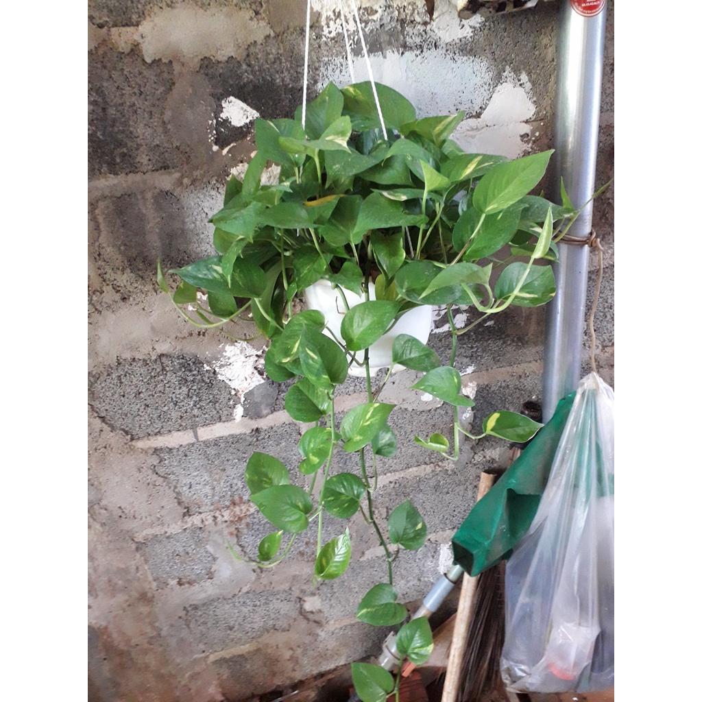 CÂY TRẦU BÀ LEO CỘT ()