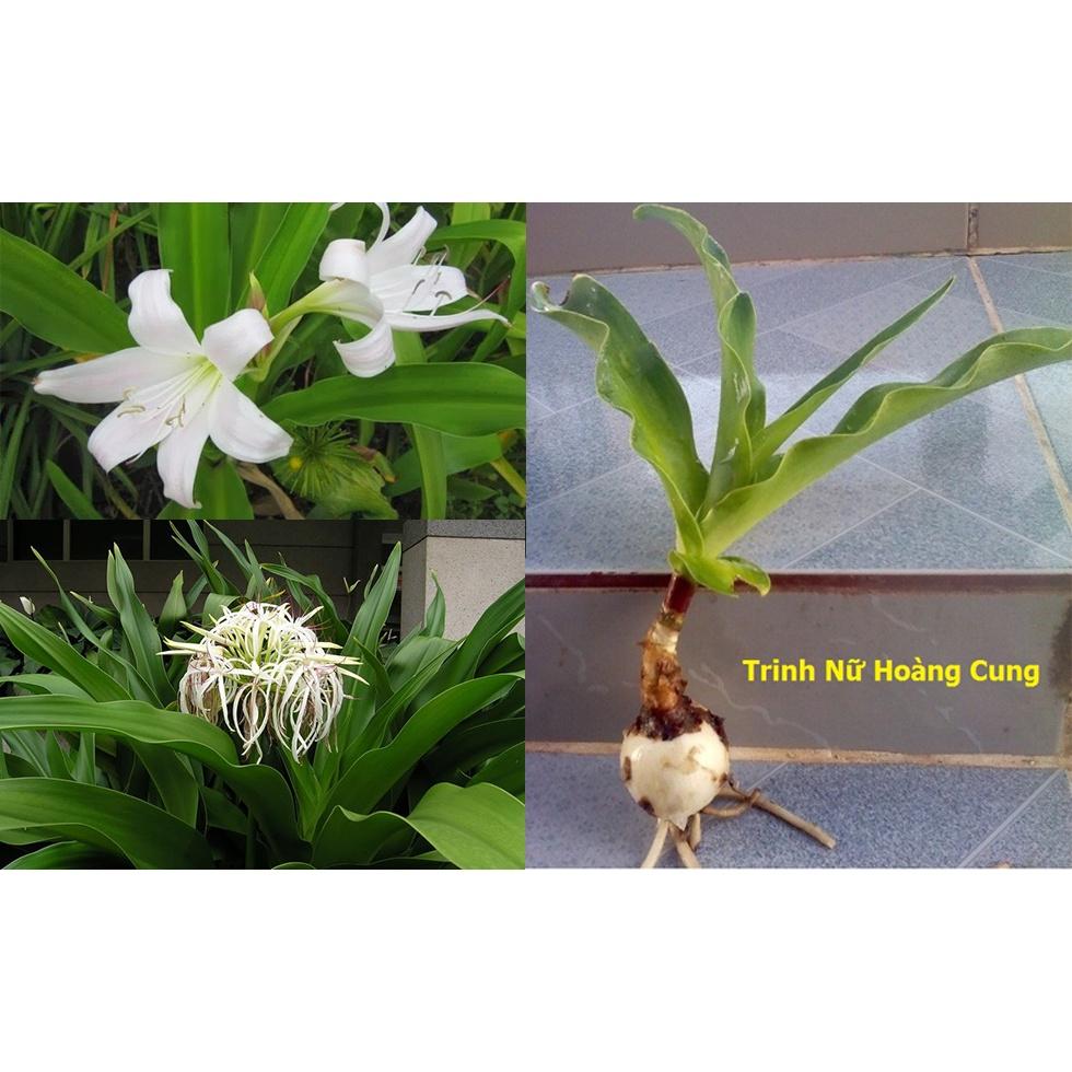 Củ giống cây trinh nữ hoàng cung