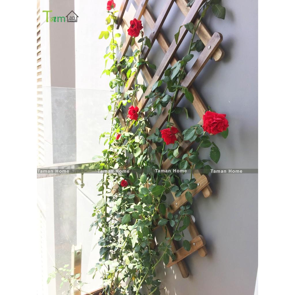 Giàn gỗ hoa hồng leo lưới trồng cây giàn gỗ treo tường trang trí ban công sân vườn xuất khẩu Thụy Điển