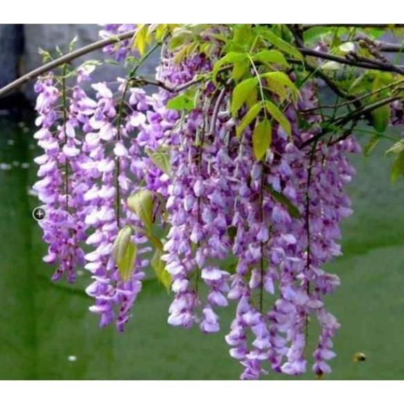 Sản phẩm HOA TỬ ĐẰNG