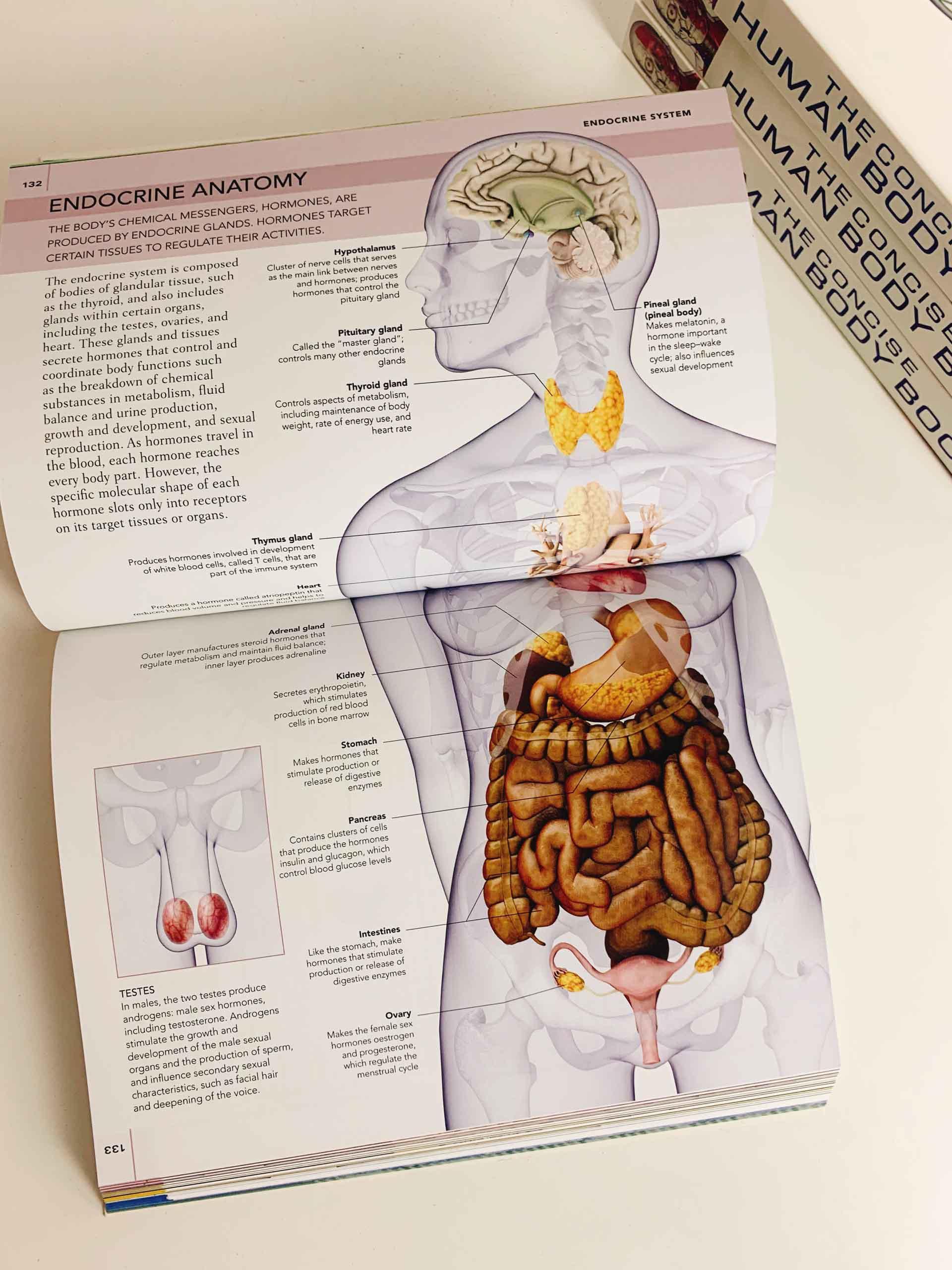 The Concise Human Body Book: An illustrated guide to its structure, function and disorders