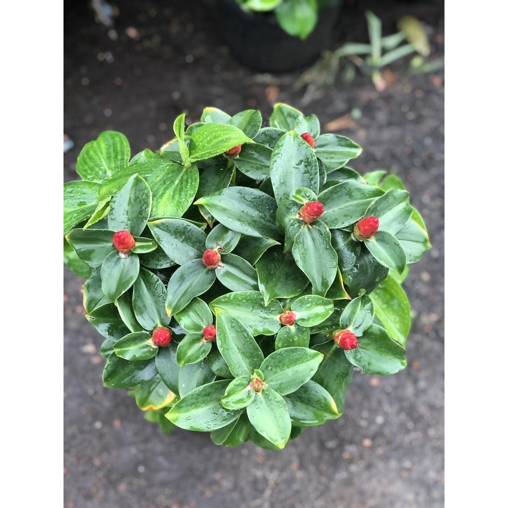 Chậu cây Phúc Lộc Thọ cao 70 cm