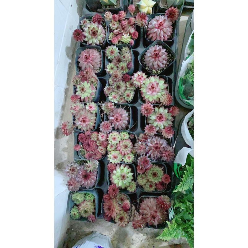 Sen Đá Phật Bà Đỏ