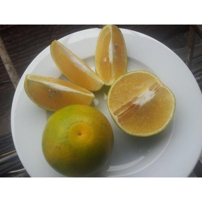 Cây giống cây cam sành