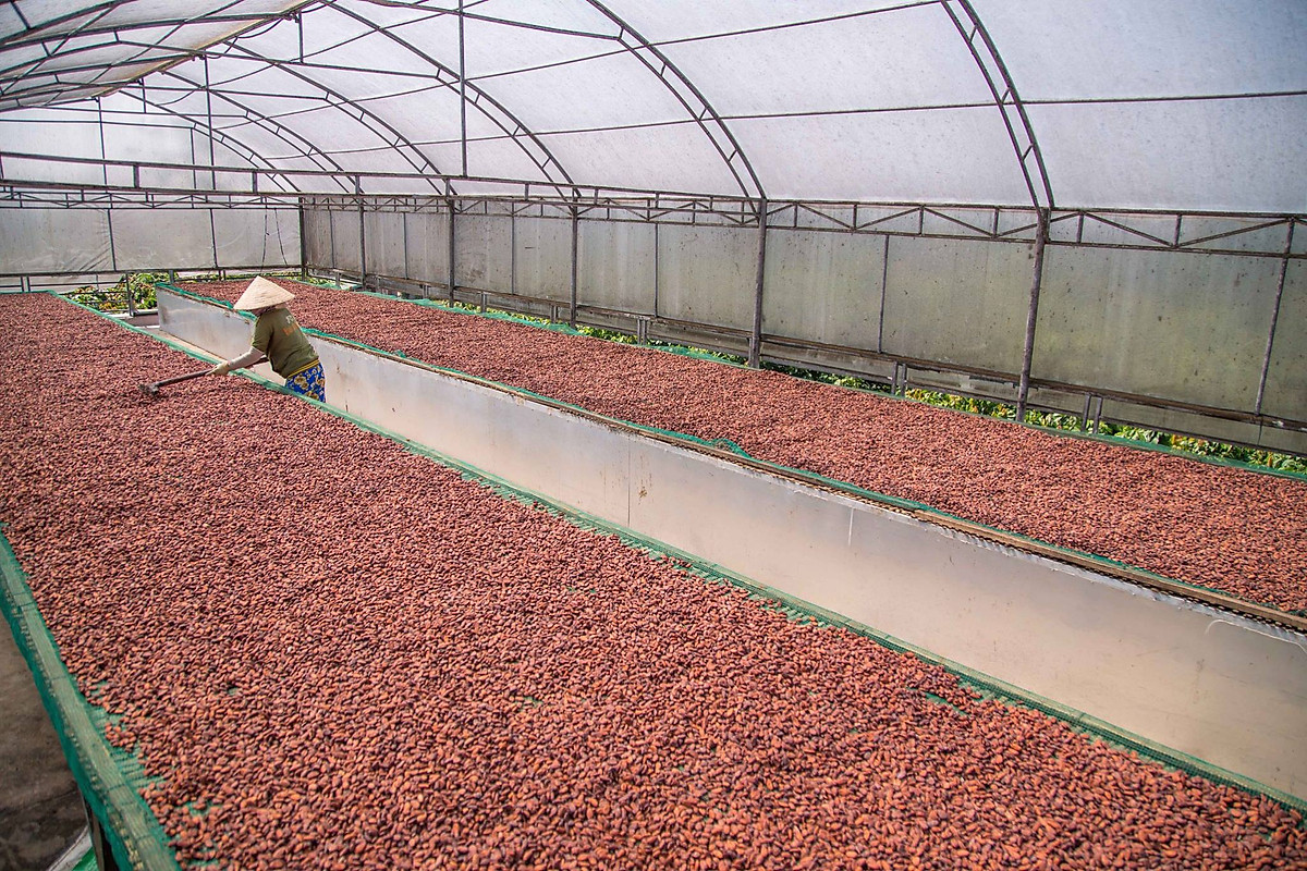 Hình ảnh Bột Cacao Nguyên Chất LACACAO Standard 500g - The Kaffeine