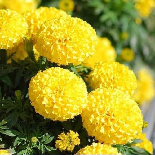 Gói 30 Hạt giống hoa cúc vạn thọ vàng chanh - hạt đồng đều, nảy mầm tốt
