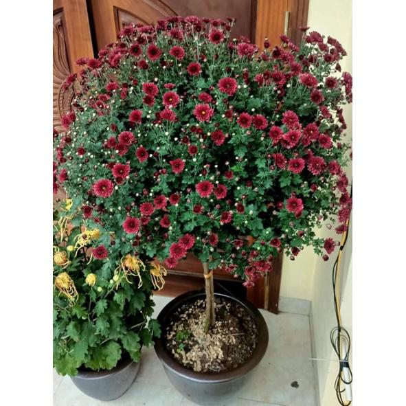 Cây giống cúc cổ sơn la bầu ổn định