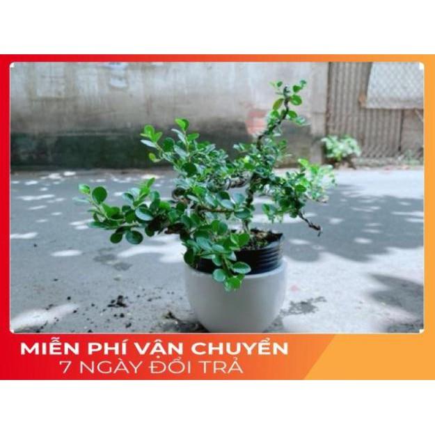 Chậu Cây Linh Sam