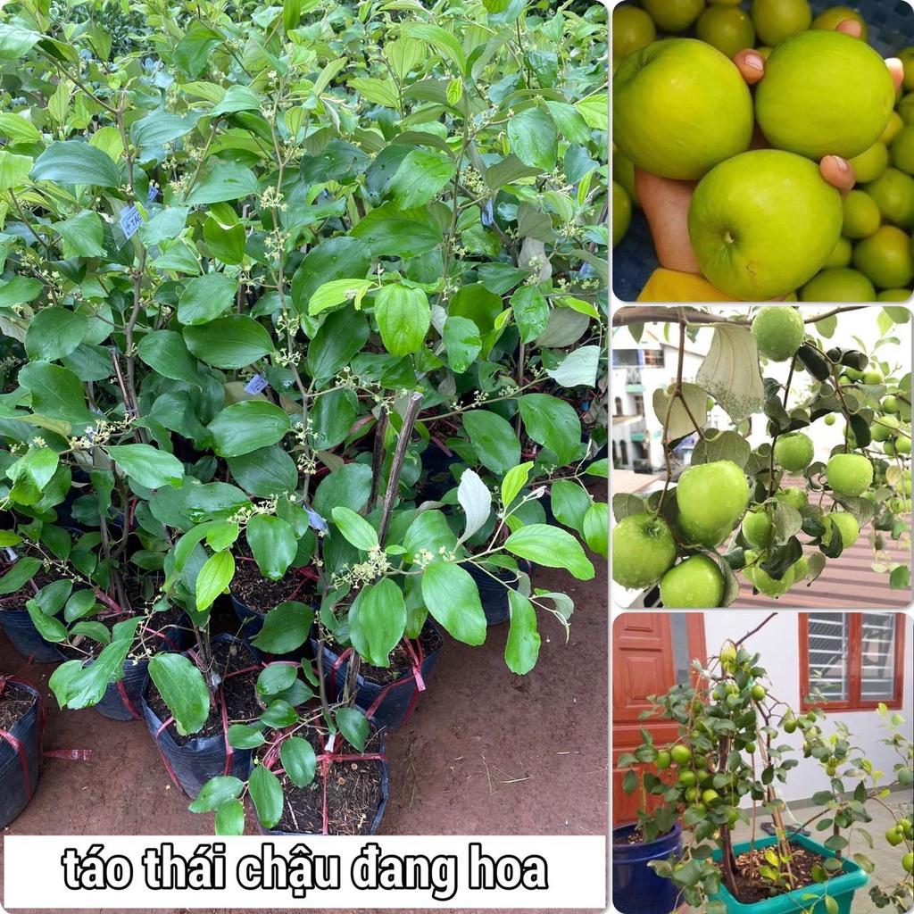 CÂY GIỐNG TÁO THÁI ĐANG RA HOA CÂY CAO GẦN HƠN 1M.