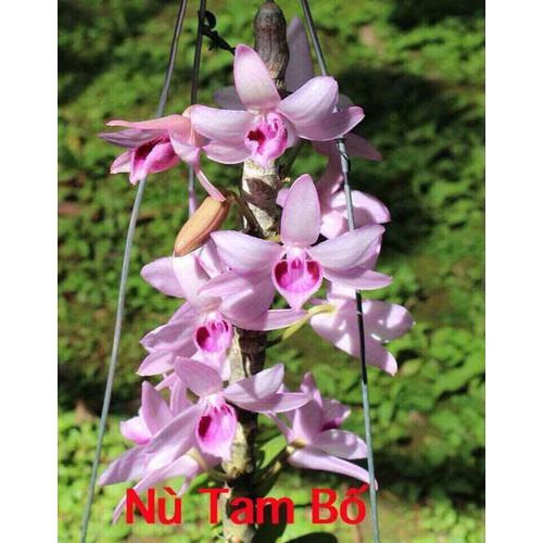 2 cây hoa phong lan - phi điệp nù tam bố cây đẹp sản phẩm mới