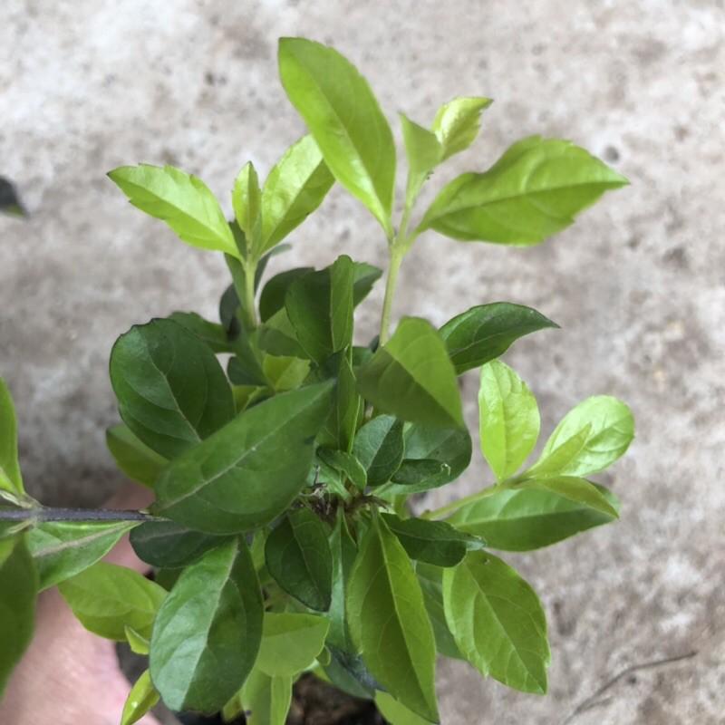 Cây Chuỗi Ngọc Trồng Bịch Cao 20cm Nhiều Ngọn Xum Xuê Lá Đẹp Trang Trí Hàng Rào