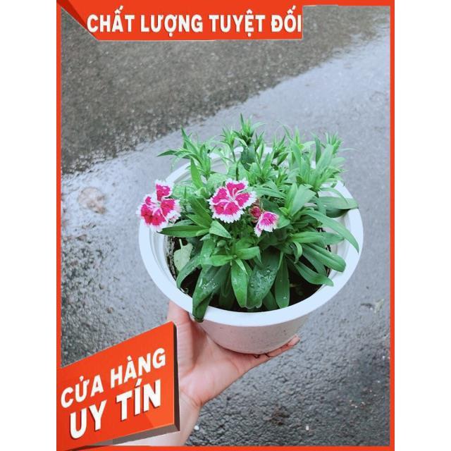 Chậu Hoa Cẩm Chướng