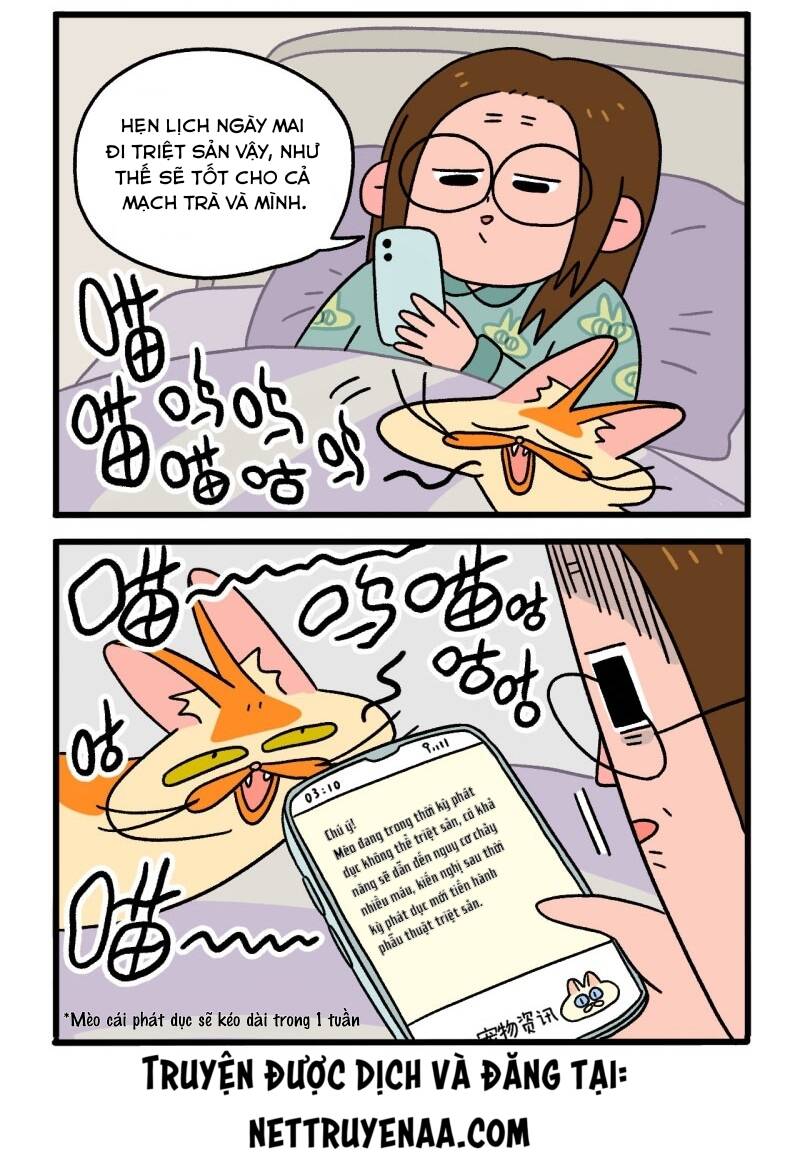 a mãn và mạch trà chapter 12.1 3