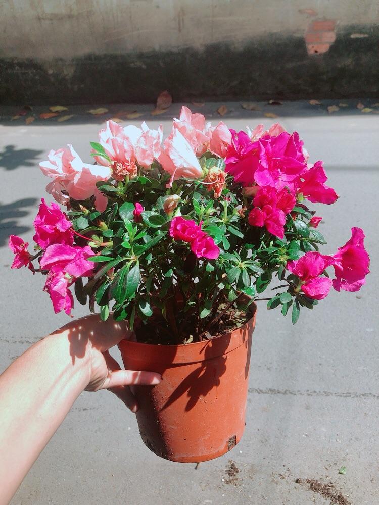 Chậu Hoa Đỗ Quyên 2 Màu