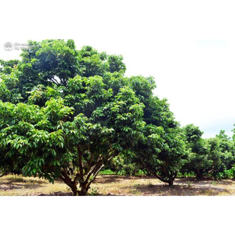 Lục Diệp Tố 1SL . Kích thích sinh trưởng cây trồng, kích lộc vải, lộc nhãn, rau màu, hoa cúc...