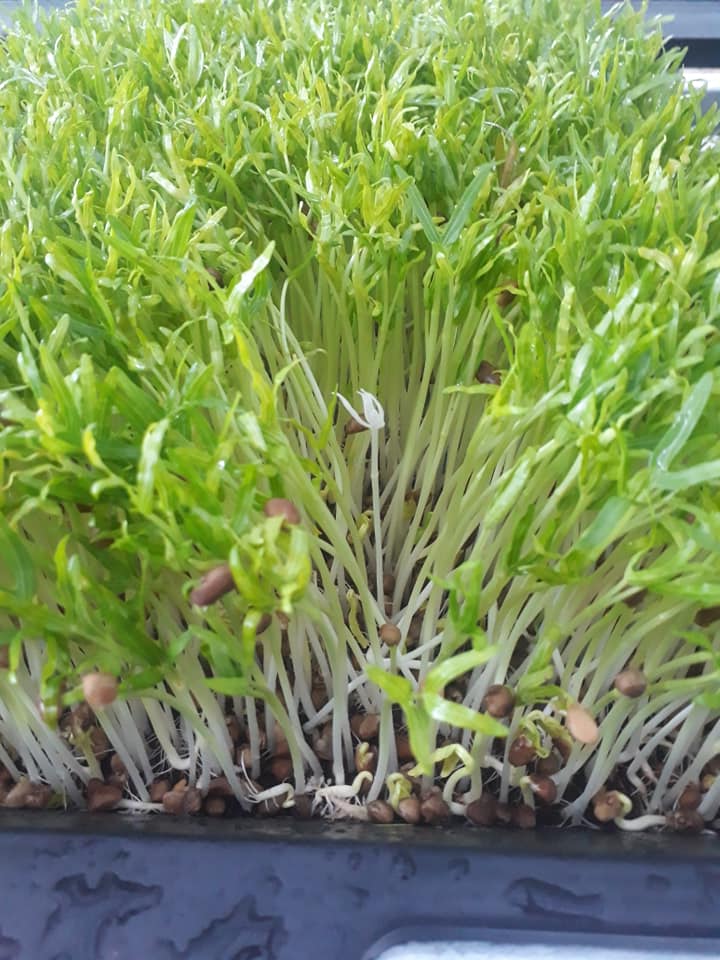 10 Khay trồng rau mầm rau ăn lá giá rẻ - khoan lỗ