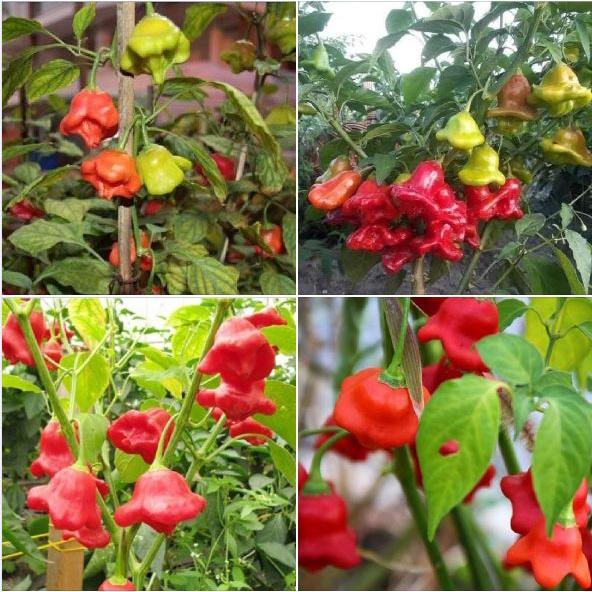 Combo 2 gói Hạt Giống Ớt Chuông Gió hoa hồng -1 gói 20 hạt-tặng kèm gói phân bón lót